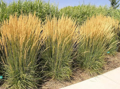 Calamagrostis acutiflora ‚Karl Förster‘ Reitgras im XXL-Topf, Ziergras von Stauden Gänge, grüne, aufrechte Halme.