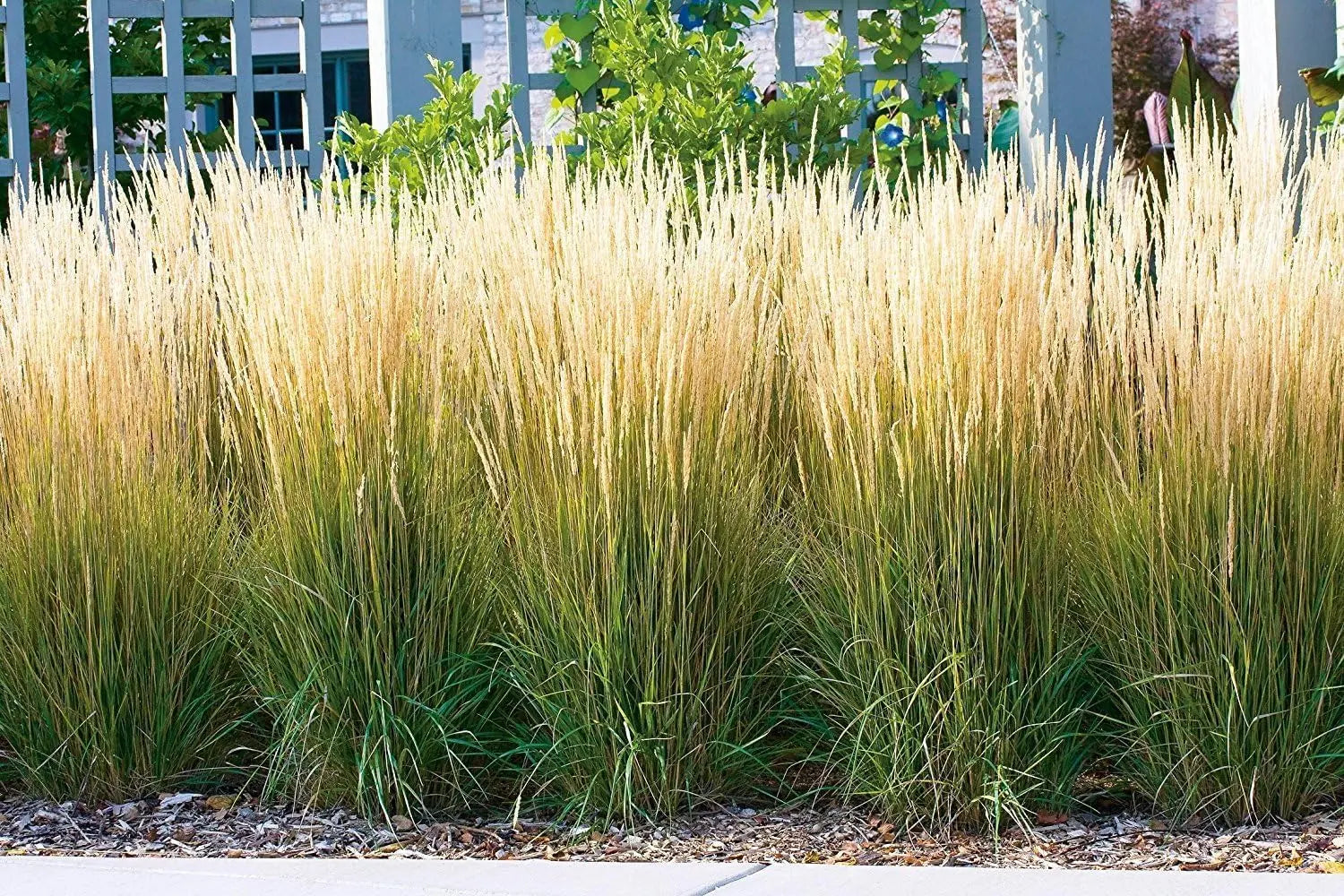 Ziergras Calamagrostis acutiflora ‚Karl Förster‘ in XXL Topf, Stauden Gänge, dekoratives Reitgras, grüne, zierliche Pflanze