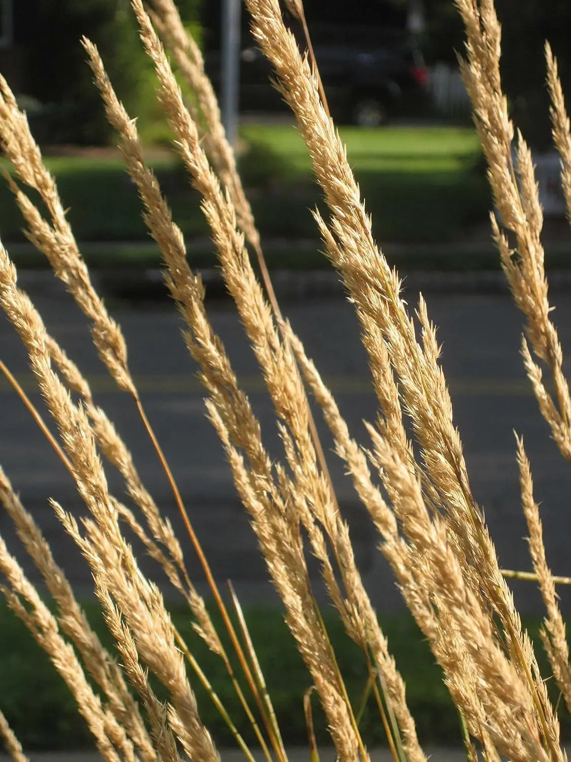 Reitgras Calamagrostis acutiflora ‚Karl Förster‘ in XXL Topf, Ziergras von Stauden Gänge, dekoratives Gartenpflanzenbild