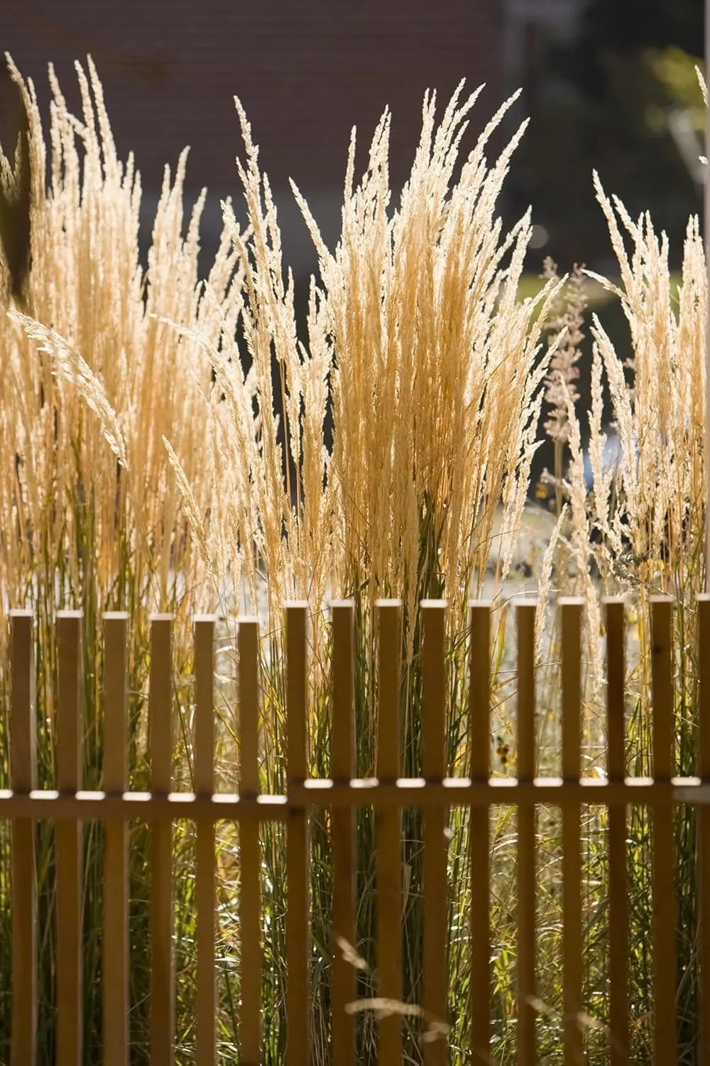 Ziergras Calamagrostis acutiflora ‚Karl Förster‘ in XXL-Topf, Stauden Gänge, mit langen schmalen Blättern und aufrechter Wuchs.