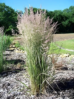 Buntes Reitgras Calamagrostis acutiflora 'Overdam' als Ziergras, grüne und bunte Gräser im Garten, Stauden Gänge