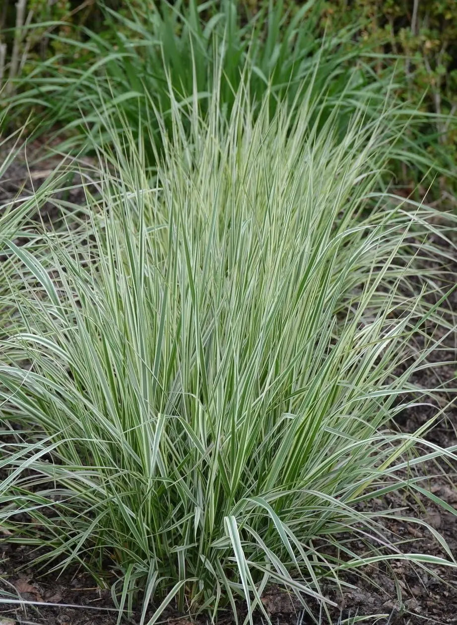 Buntes Reitgras Calamagrostis acutiflora 'Overdam' als Ziergras von Stauden Gänge, mit grünen und goldenen Halmen.