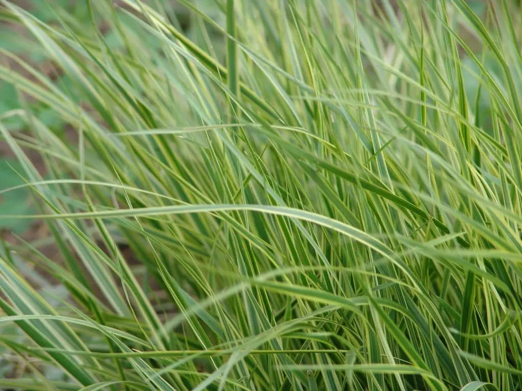 Buntes Reitgras Calamagrostis acutiflora 'Overdam' in XXL Topf, Ziergras, Stauden Gänge, für Garten und Balkon.