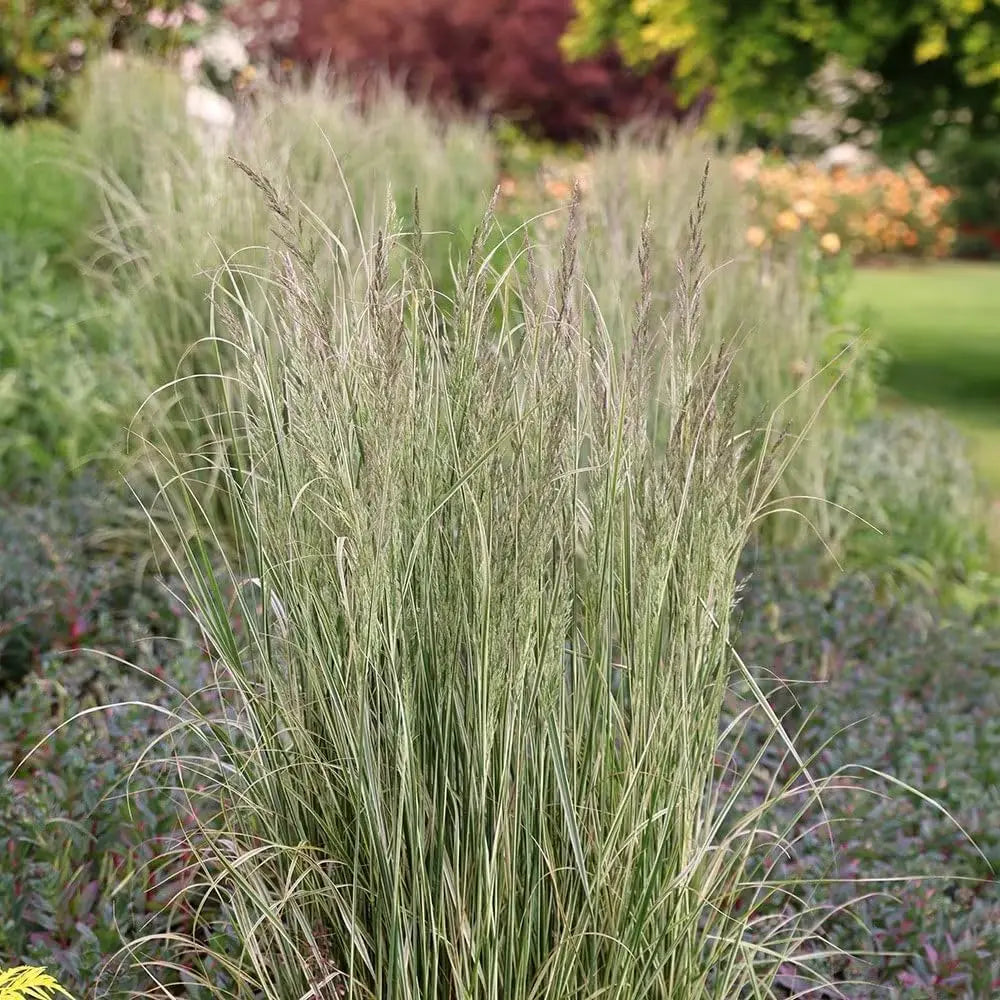 Buntes Reitgras Calamagrostis acutiflora 'Overdam' im XXL-Topf, Ziergras von Stauden Gänge, frisch und grün mit braunen Spitzen.