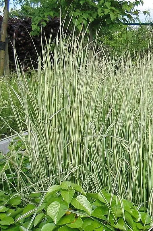 Buntes Reitgras Calamagrostis acutiflora 'Overdam' im XXL Topf, Ziergras von Stauden Gänge, große Pflanze mit bunten Gräsern