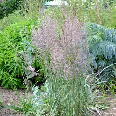Buntes Reitgras Calamagrostis acutiflora 'Overdam' im XXL Topf, Ziergras von Stauden Gänge, grüne und goldene Halme