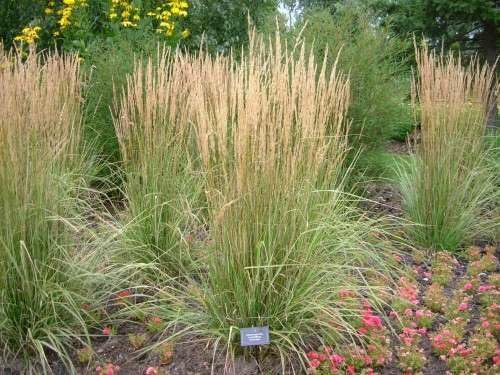 Buntes Reitgras Calamagrostis acutiflora 'Overdam' im XXL Topf, Ziergras von Stauden Gänge, detaillierte Nahaufnahme