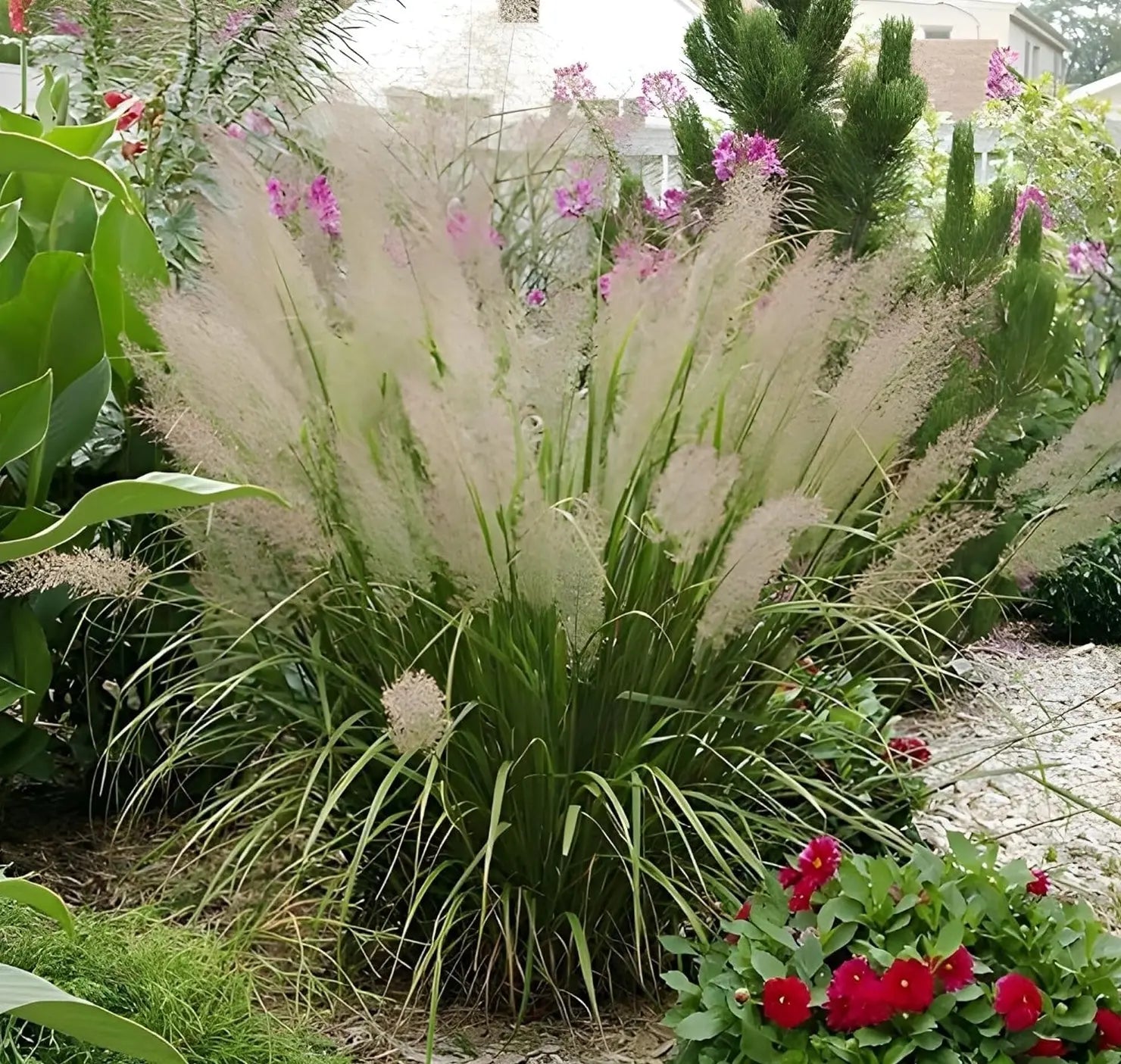 Ziergras Calamagrostis brachytricha Diamant Reitgras im XXL Topf, Stauden Gänge, grünes Ziergras in großem Topf, dekoratives Gartenpflanzenbild