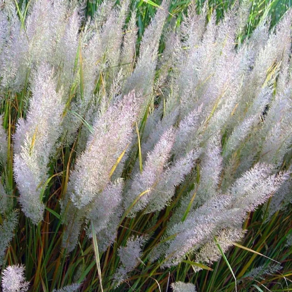 Ziergras Calamagrostis brachytricha Diamant Reitgras in XXL-Topf, grünes Ziergras mit feinen Blättern, im Garten gepflanzt
