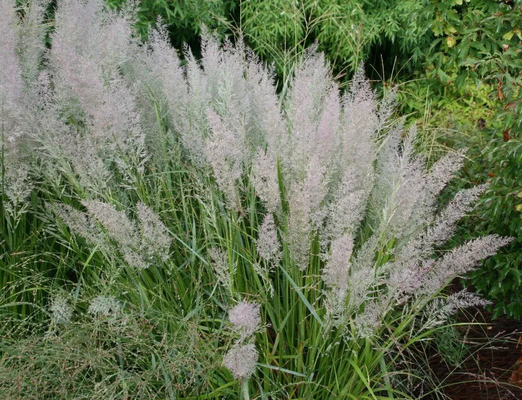 Ziergras Calamagrostis brachytricha Diamant Reitgras im XXL-Topf, dekoratives Stauden Gänge Ziergras für Garten und Balkon