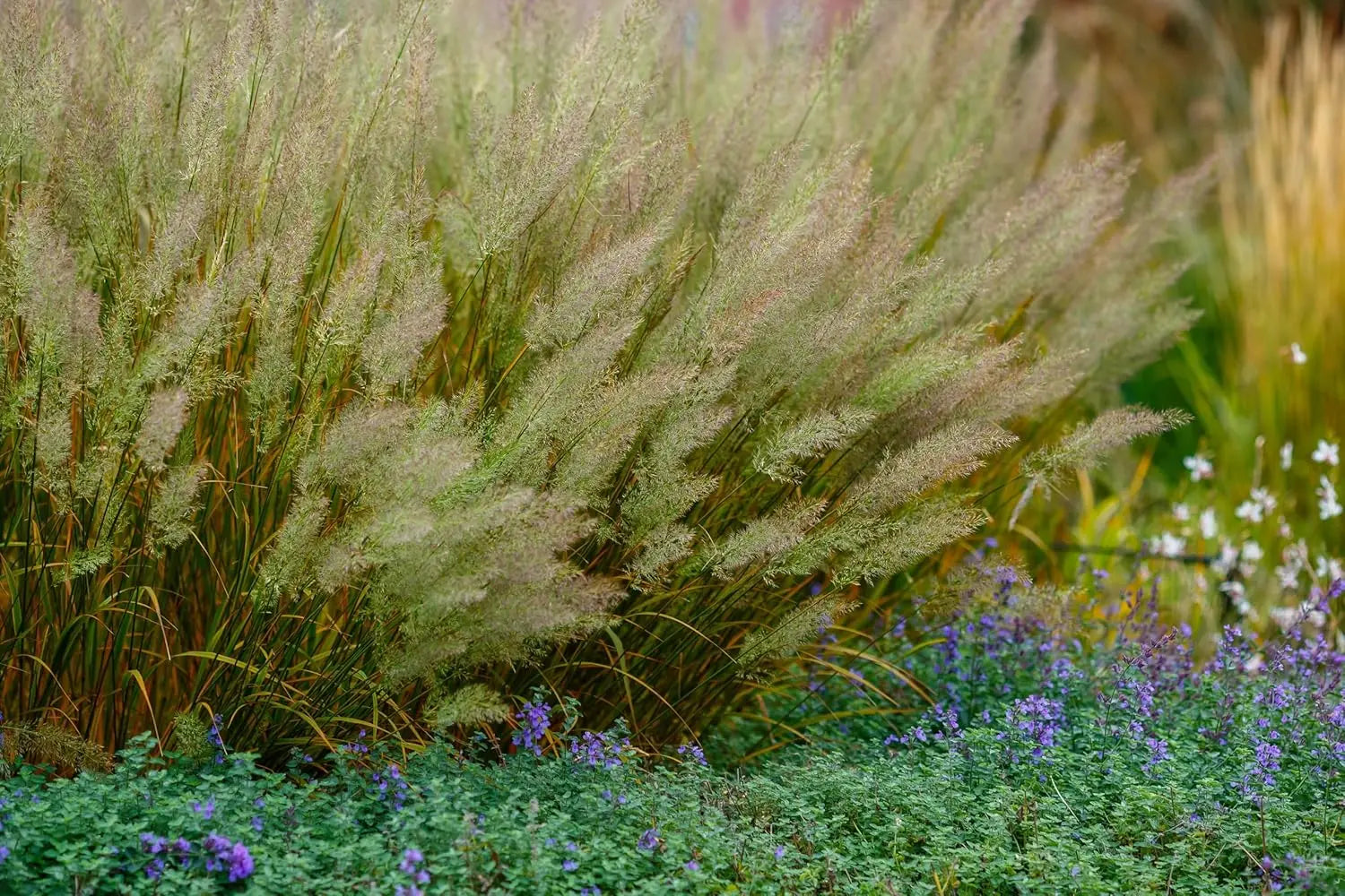 Ziergras Calamagrostis brachytricha Diamant Reitgras in XXL Topf, grüne Blätter, dekoratives Ziergras von Stauden Gänge