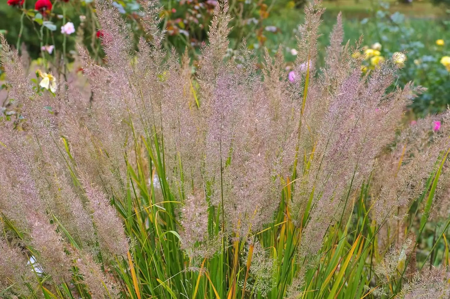 Ziergras Calamagrostis brachytricha Diamant Reitgras im XXL Topf, grüner Halmbüsche mit feinen, weichen Blättern, Stauden Gänge
