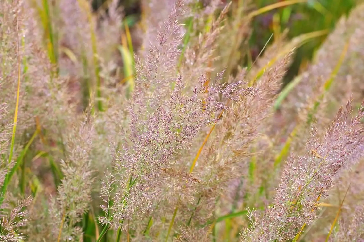 Ziergras Calamagrostis brachytricha Diamant Reitgras in XXL Topf, Stauden Gänge, mit grünen, schilfartigen Halmen.