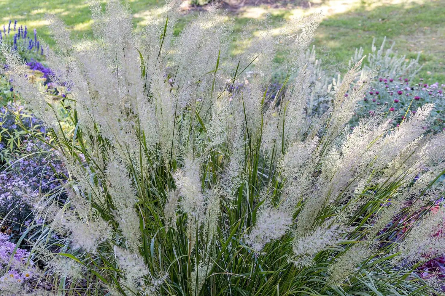 Ziergras Calamagrostis brachytricha Diamant Reitgras im XXL Topf, robustes Stauden Gänge Ziergras für Garten und Balkon