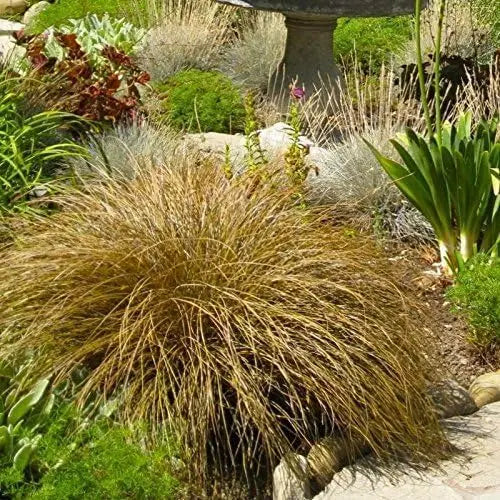 Ziergras Carex flagellifera 'Bronzita' von Stauden Gänge, mit bräunlichen, schmalen Blättern, im Garten.