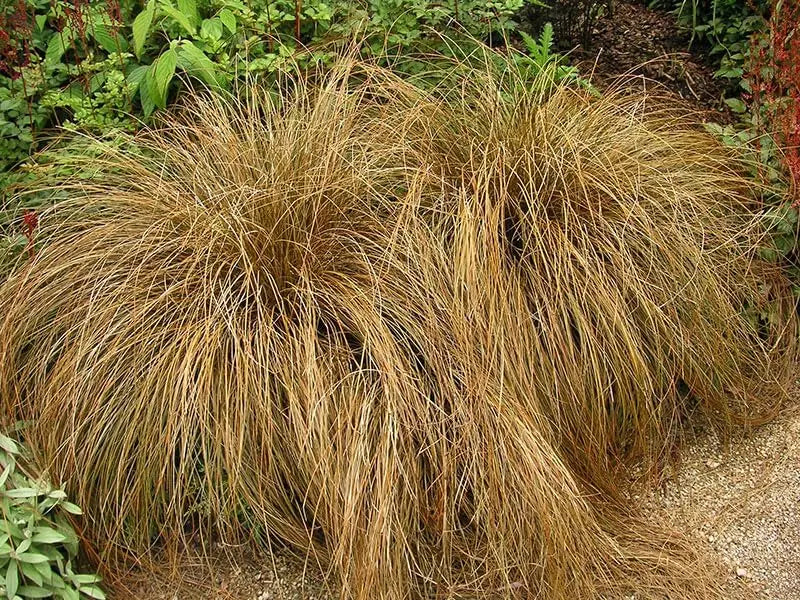Ziergras Carex flagellifera 'Bronzita' von Stauden Gänge, mit bronzfarbenen Blättern, im Garten.