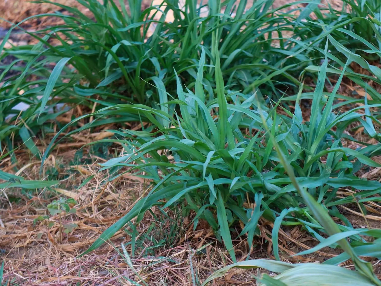 Ziergras Carex laxiculmis 'Bunny Blue' von Stauden Gänge, detailreiche Aufnahme des blauen Seggen-Grases