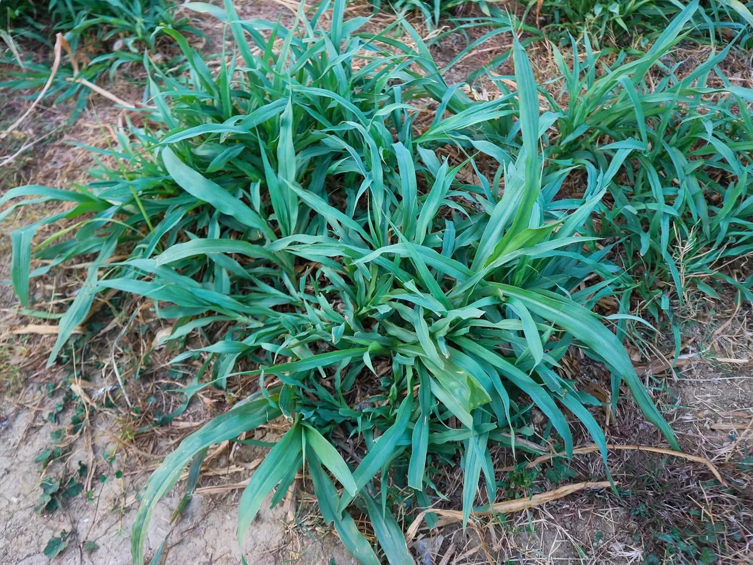 Ziergras Carex laxiculmis 'Bunny Blue' von Stauden Gänge, grüne Segge mit blauen Akzenten, dekoratives Gartenpflanzenbild