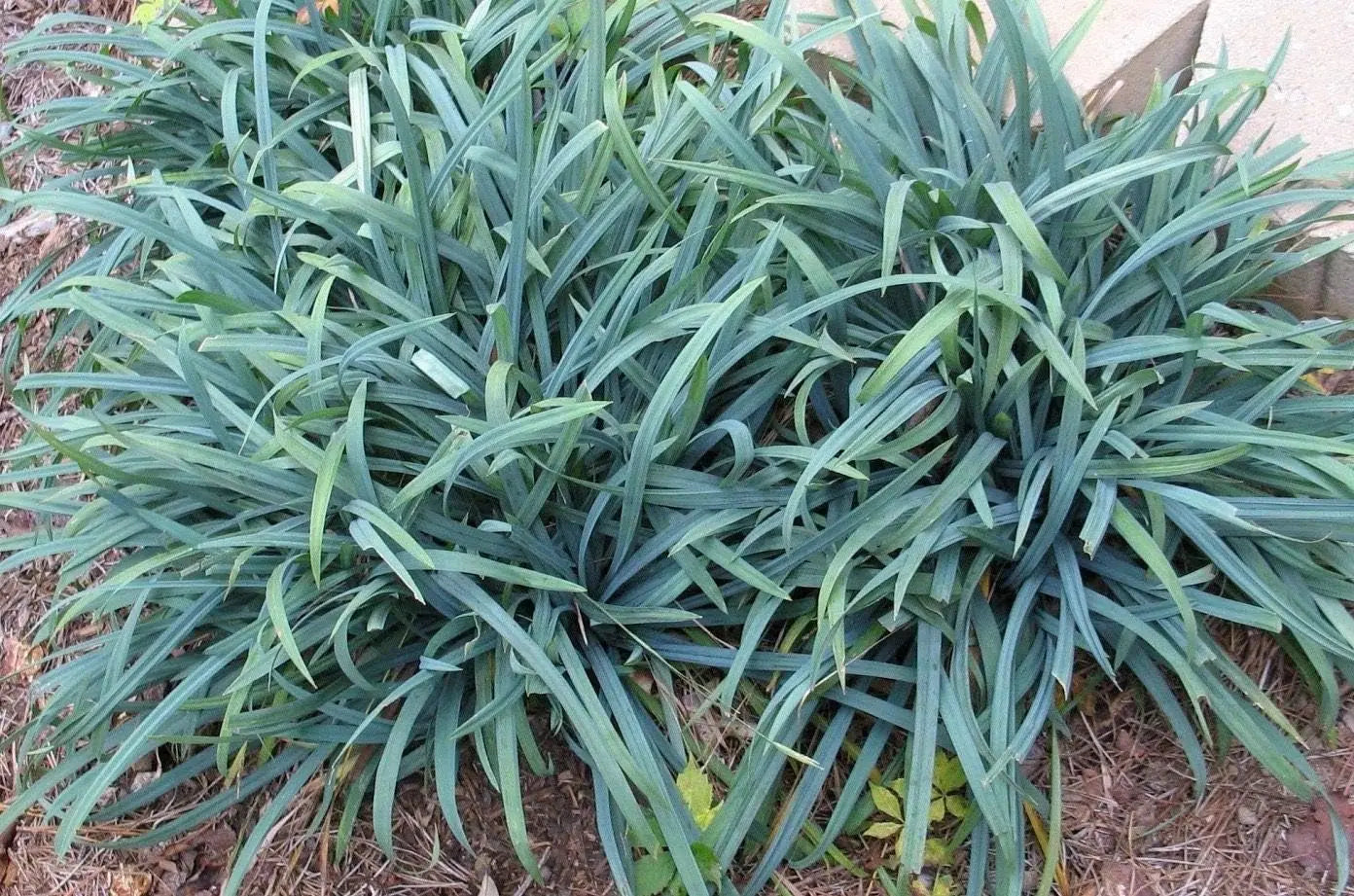 Ziergras Carex laxiculmis 'Bunny Blue' von Stauden Gänge, dichtes Seggengras mit blauen, schmalen Blättern, im Garten.