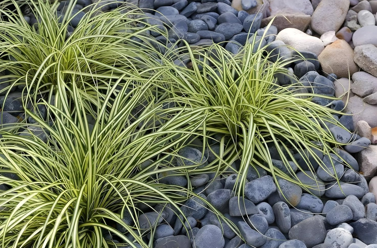Ziergras Carex oshimensis 'Evergold' mit goldgelben Blättern, dekorativ in Gartenecken, von Stauden Gänge.