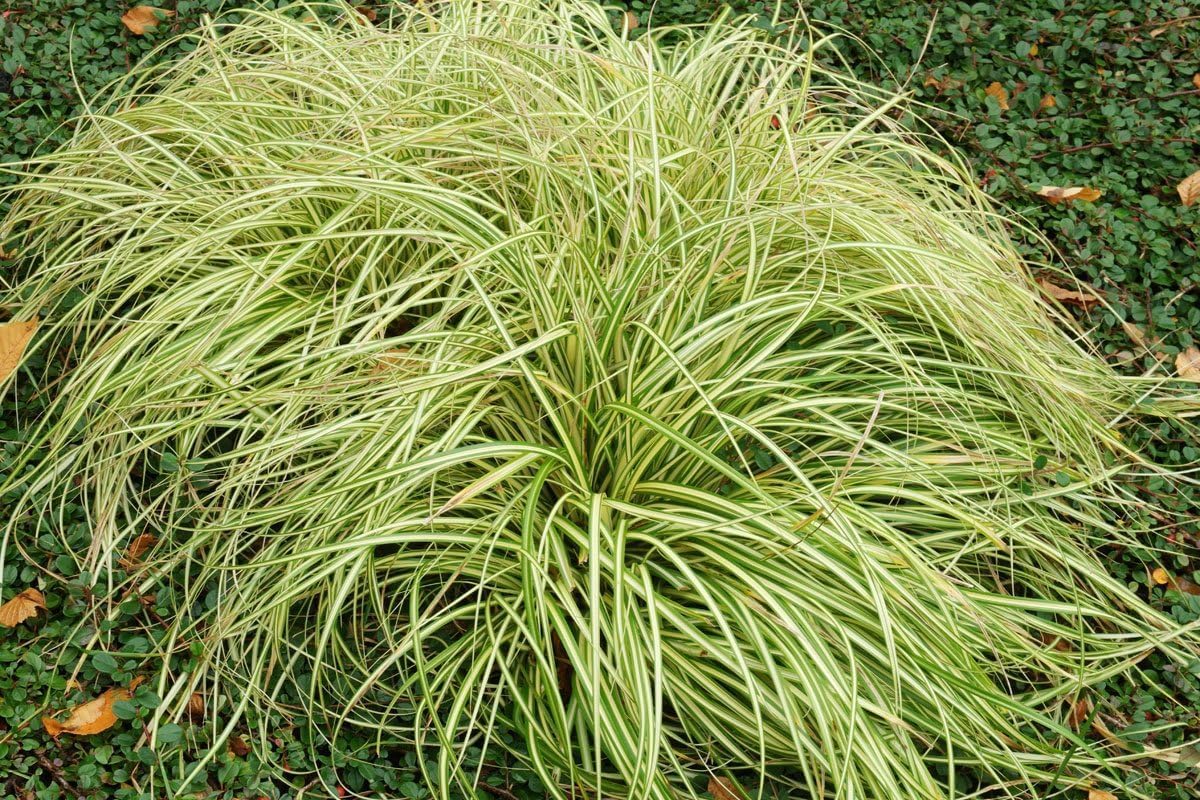 Ziergras Carex oshimensis 'Evergold' von Stauden Gänge, grüne und goldene Blätter, im Gartenpflanzen-Arrangement sichtbar