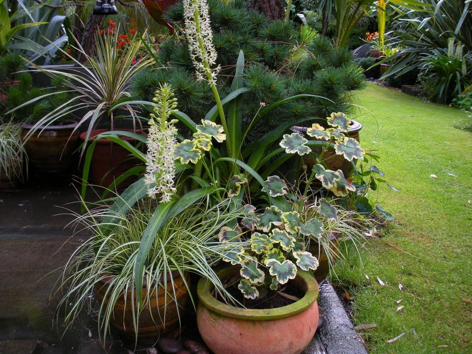 Ziergras Carex oshimensis 'Evergold' von Stauden Gänge, goldgrünes Blattmuster, dekoratives Japan Segge in Gartenbeet