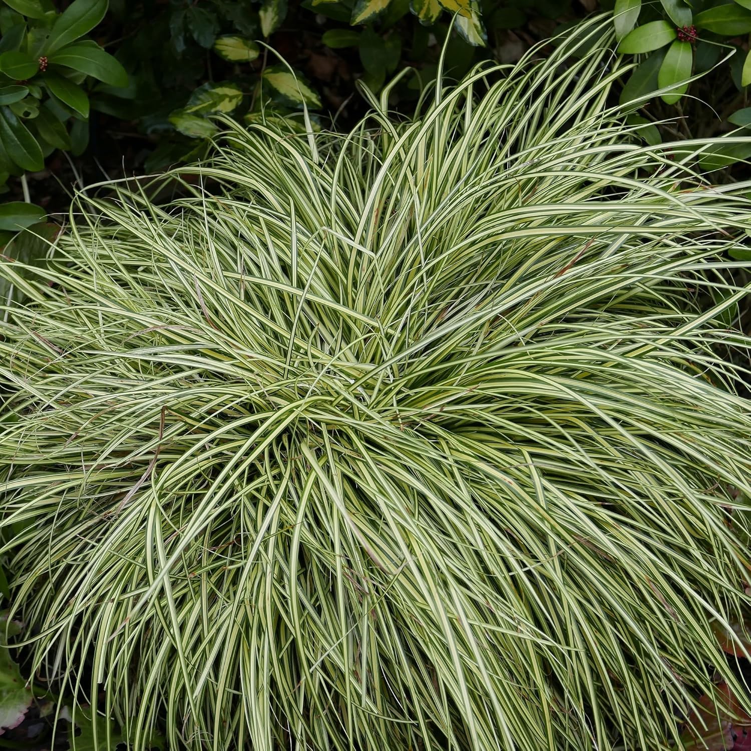 Ziergras Carex oshimensis 'Evergold' von Stauden Gänge, mit goldgelben Blättern und schmaler Form, im Garten.