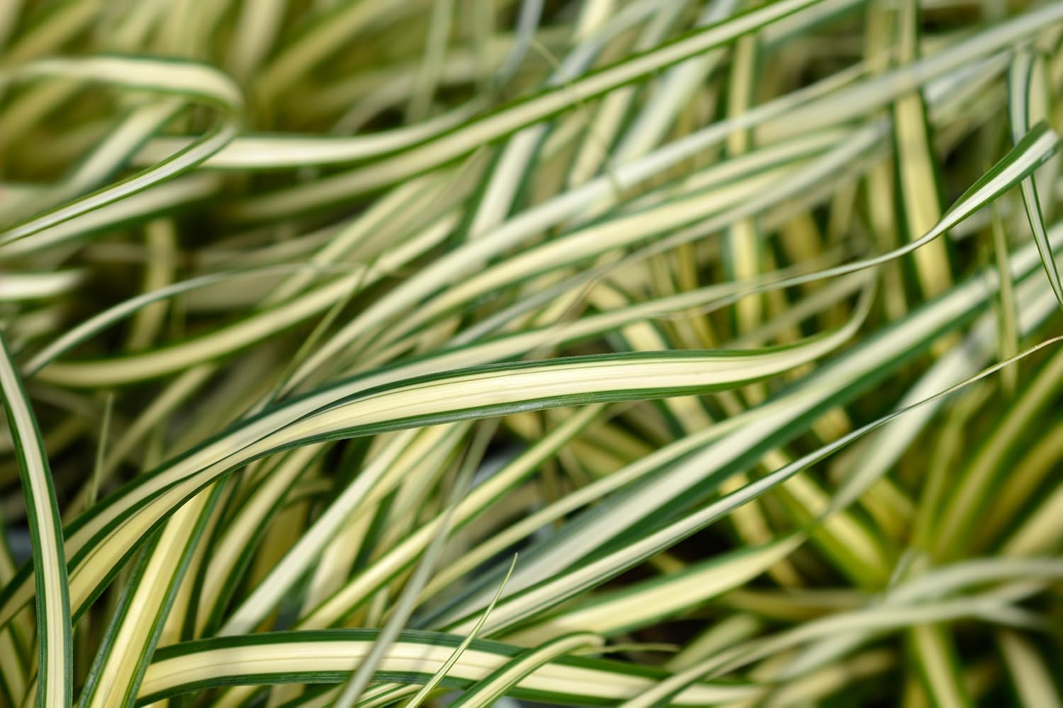 Ziergras Carex oshimensis 'Evergold' von Stauden Gänge, gelb-grün gefärbte Blätter, wächst in einem Garten.