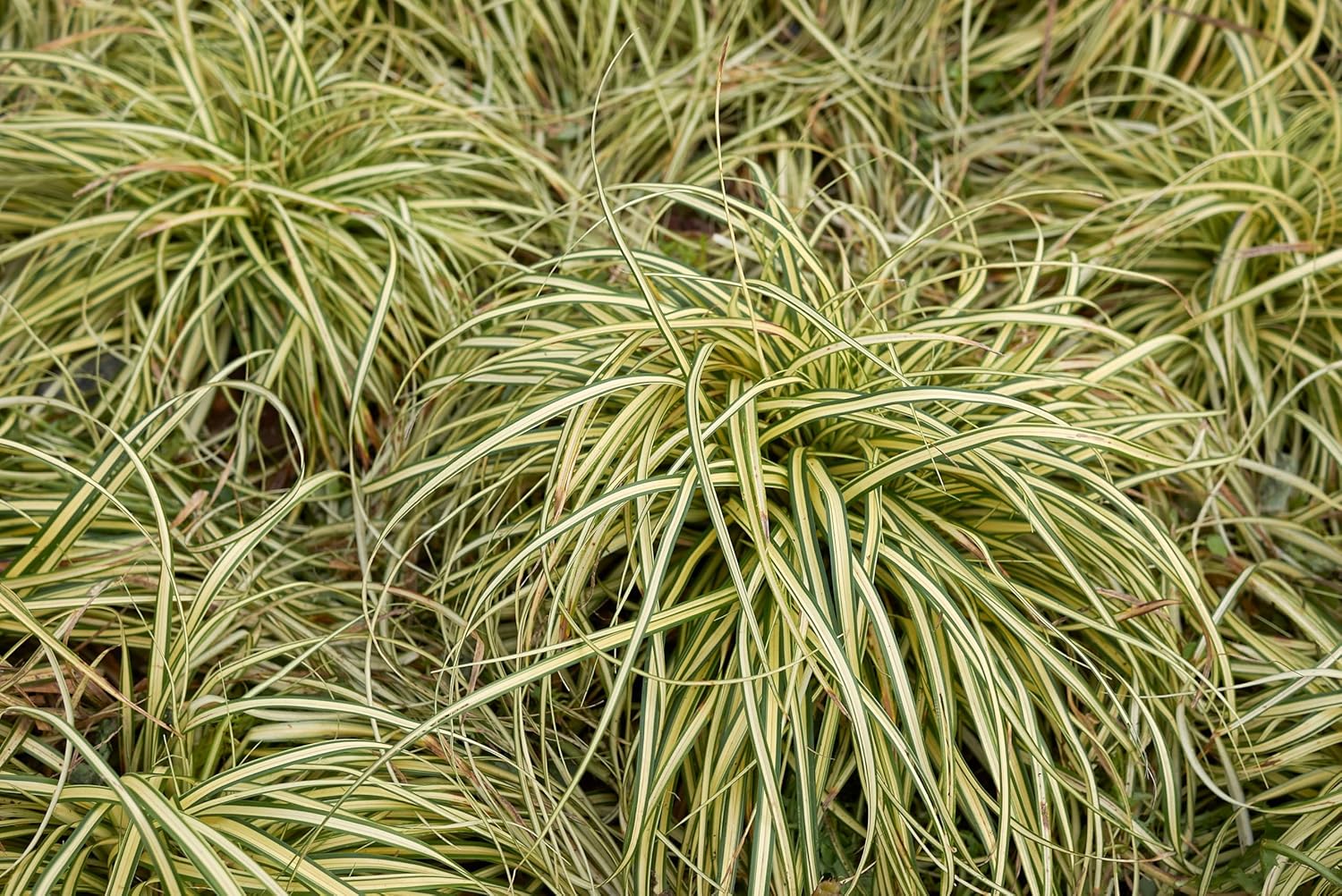 Ziergras Carex oshimensis 'Evergold' von Stauden Gänge, grüne und goldene Blätter, dekoratives Japan Segge in Gartenbeet