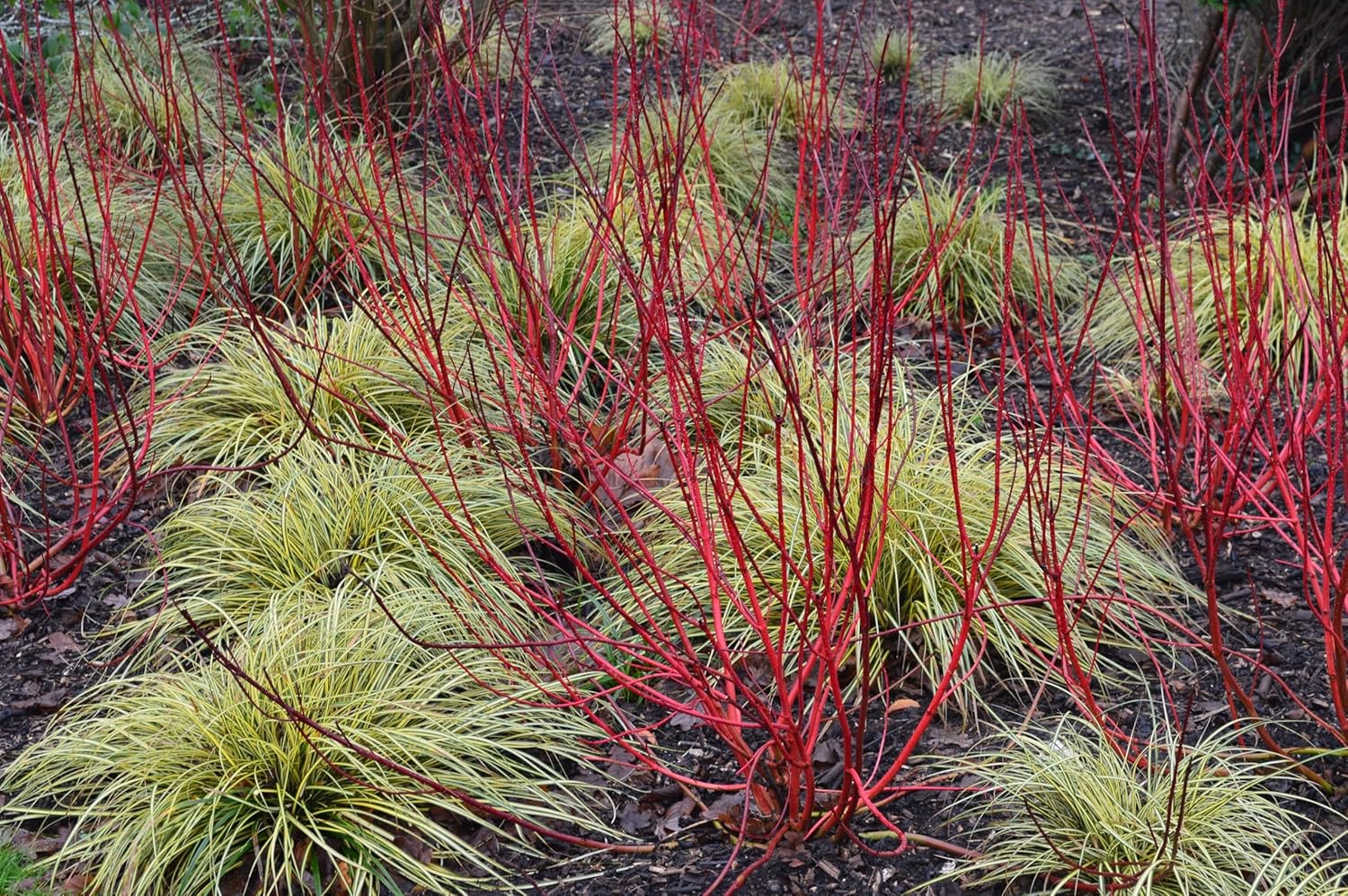 Ziergras Carex oshimensis 'Evergold' von Stauden Gänge, mit gold-weißem Laub, als dekorativer Gartenstrauch.