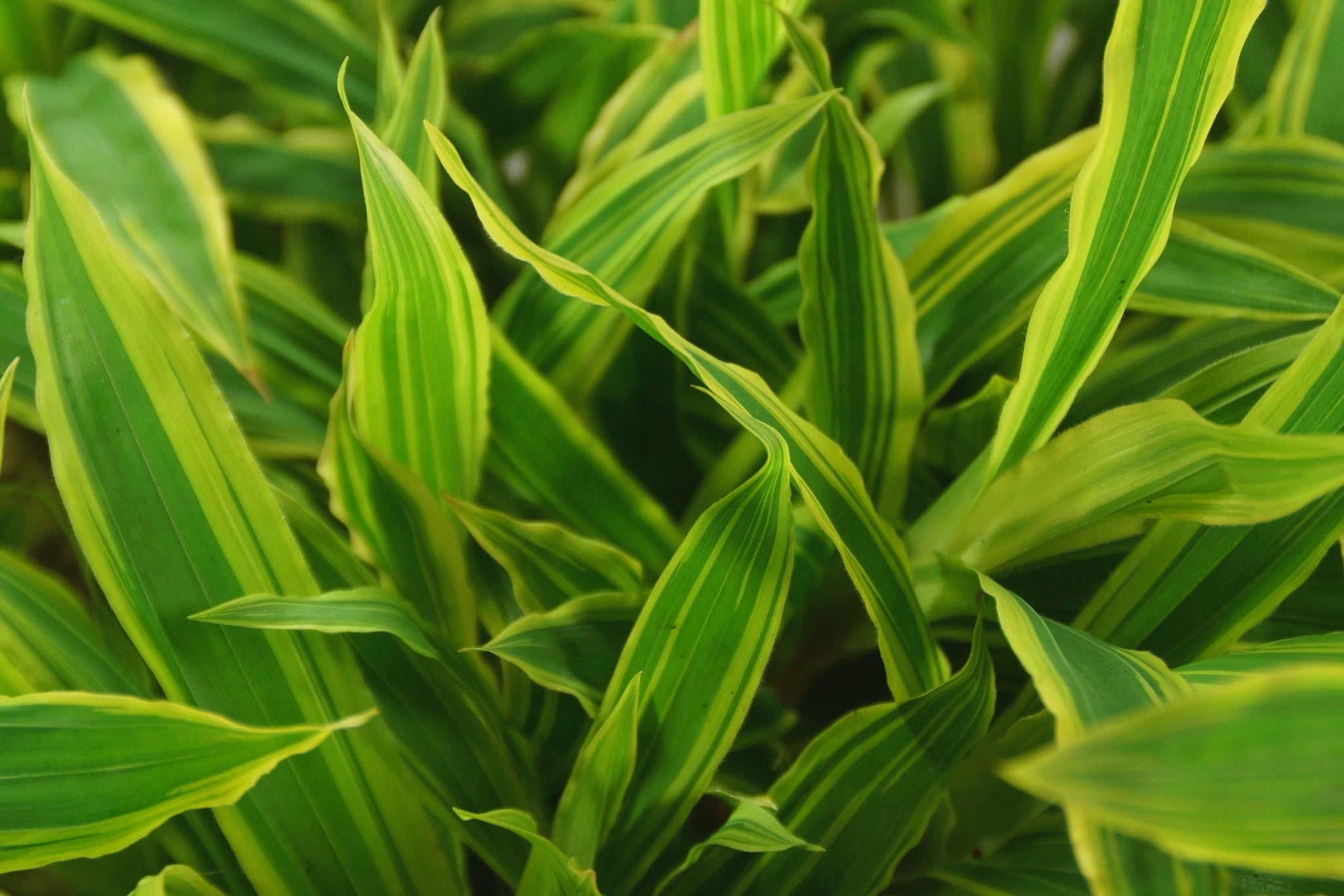 Carex siderosticha 'Island Brocade' / Segge - Stauden Gaenge
