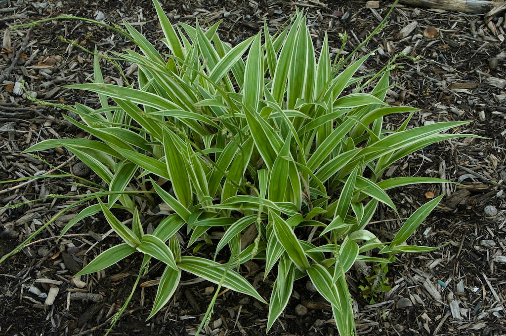 Carex siderosticha 'Island Brocade' / Segge - Stauden Gaenge