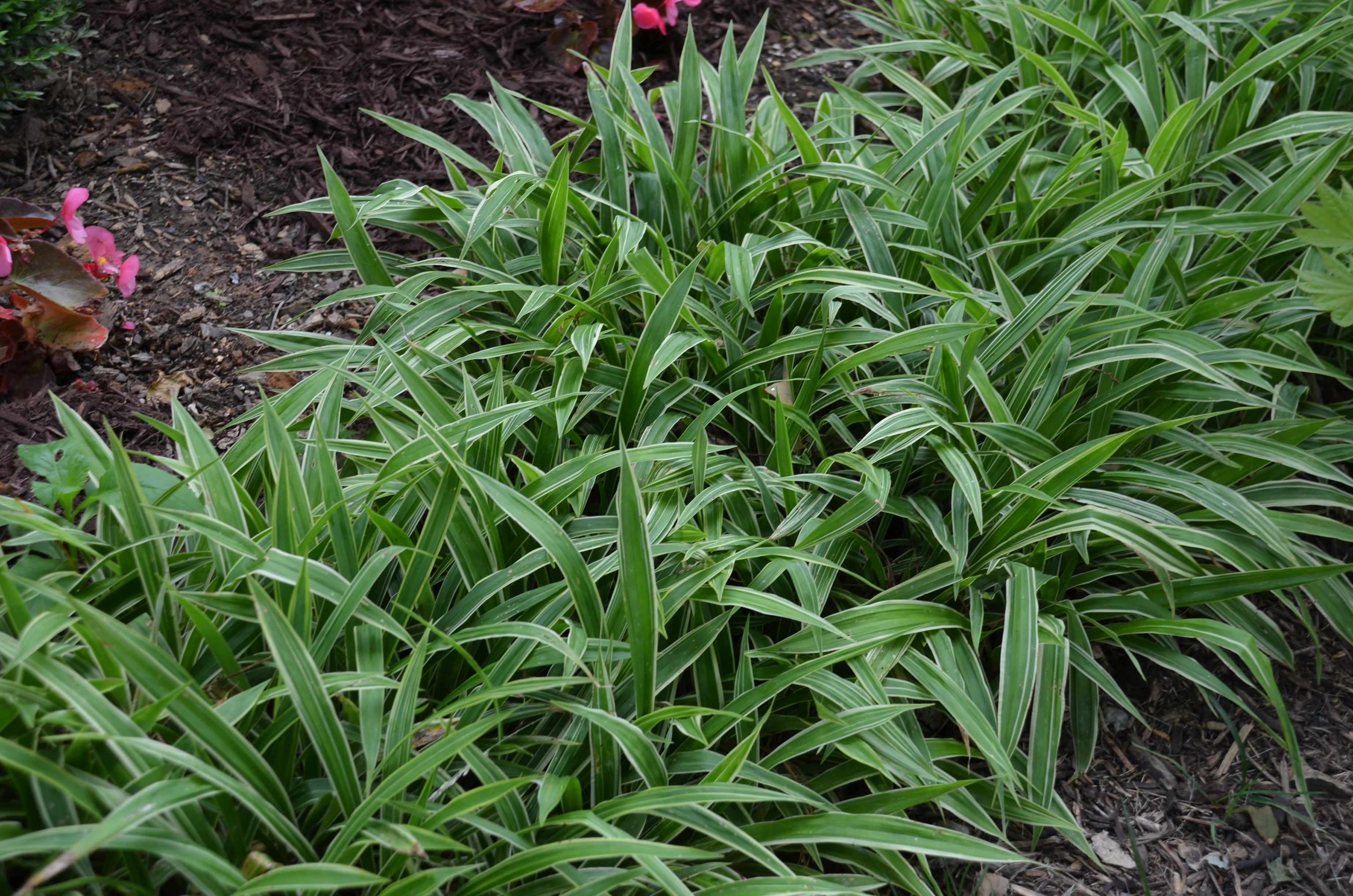 Carex siderosticha 'Island Brocade' / Segge - Stauden Gaenge