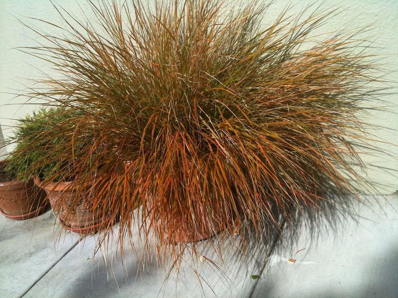 Ziergras Carex testacea 'Prairie Fire' von Stauden Gänge, orange-braune Segge mit schmalen Blättern, im Garten.
