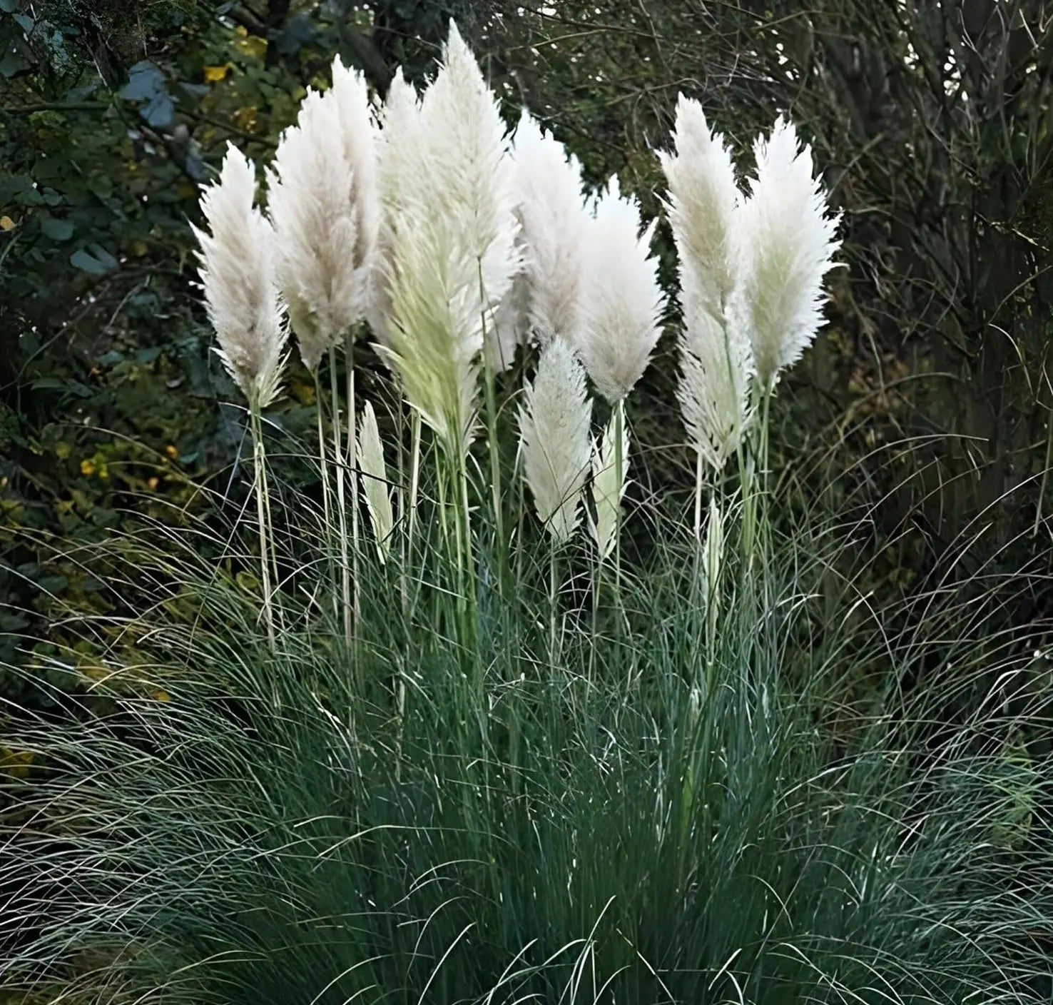 Cortaderia selloana ‚Evita‘ Pampasgras im XXL Topf, Ziergras von Stauden Gänge, große silberne Federähren, dekoratives Gartenpflanze