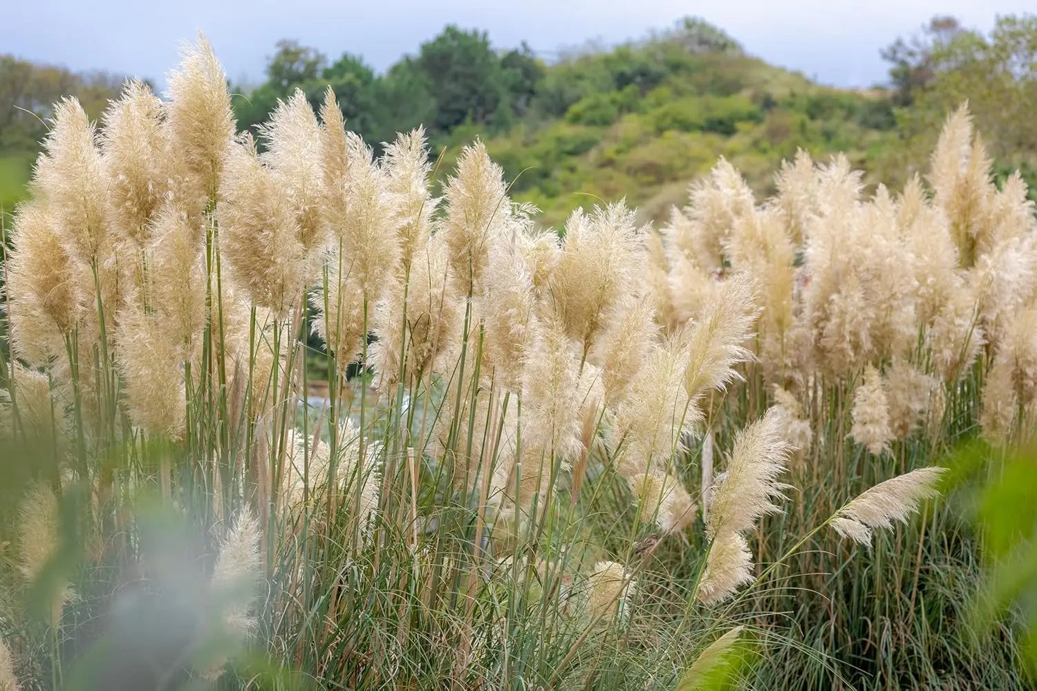 Ziergras Cortaderia selloana ‚Evita‘ in XXL-Topf, Stauden Gänge, mit langen, eleganten Pampasgraswedeln.