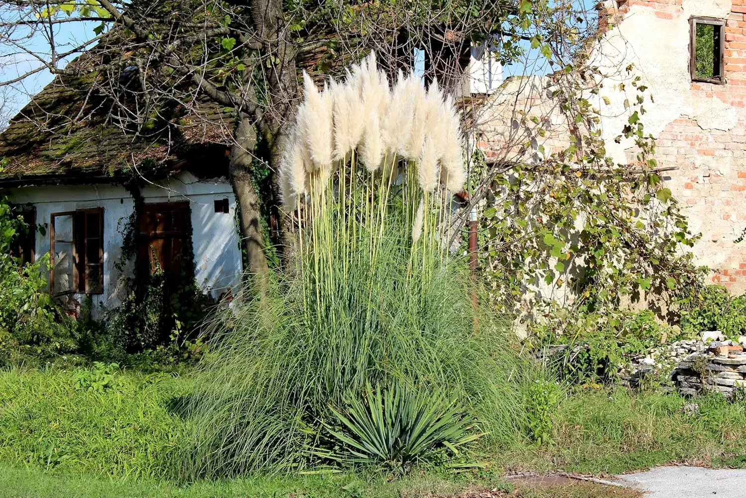 Ziergras Cortaderia selloana ‚Evita‘ in XXL-Topf, pampasgrasartiges Ziergras mit langen, flauschigen Blütenständen.