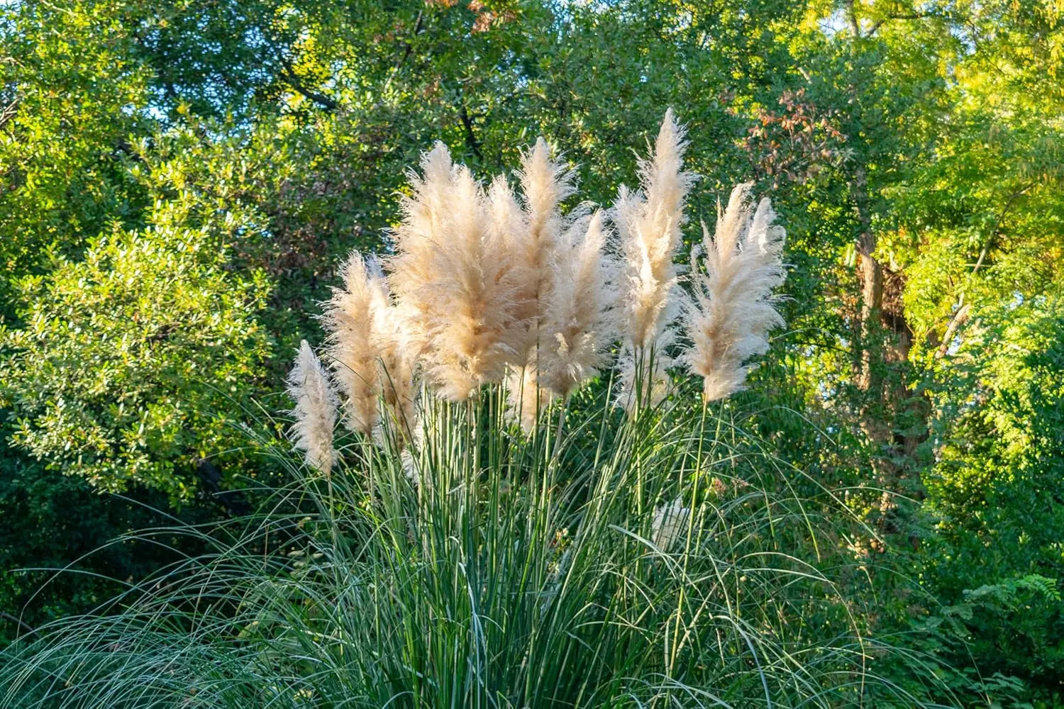 Ziergras Cortaderia selloana ‚Evita‘ in XXL-Topf, Pampasgras, grün mit langen, federartigen Wedeln, im Garten.