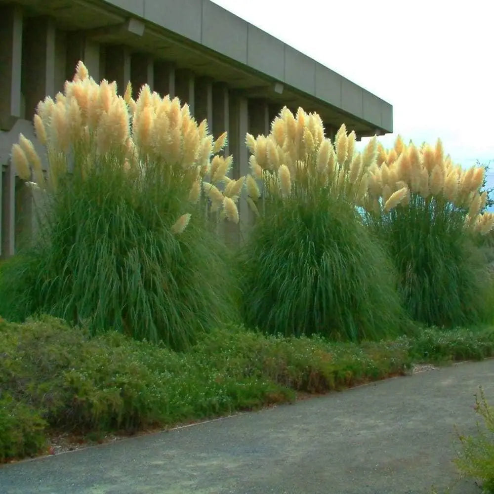 Cortaderia selloana ‚Evita‘ Pampasgras in XXL-Topf, Ziergras von Stauden Gänge, große silberne Federbüschel im Garten