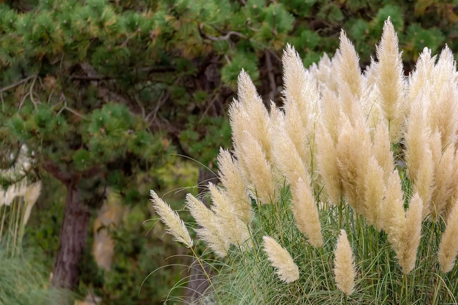 Ziergras Cortaderia selloana ‚Pumila‘, Zwerg Pampasgras im XXL Topf, von Stauden Gänge, grün und buschig, im Garten.