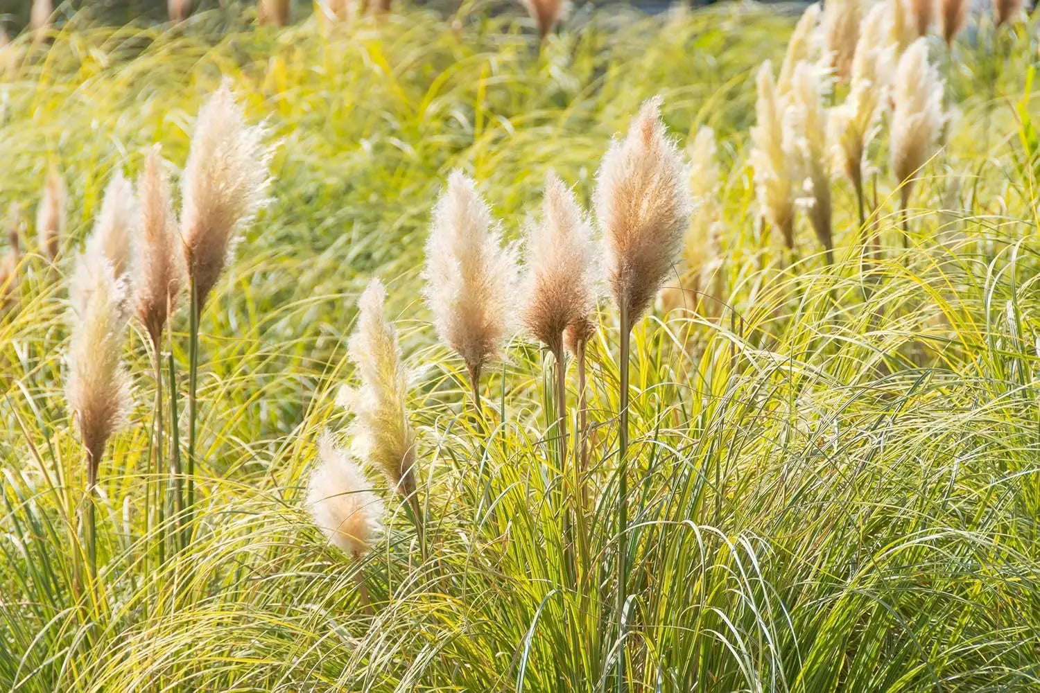 Ziergras Cortaderia selloana ‚Pumila‘, Zwerg Pampasgras in XXL Topf, grüne Blätter und zarte Blüten, Stauden Gänge