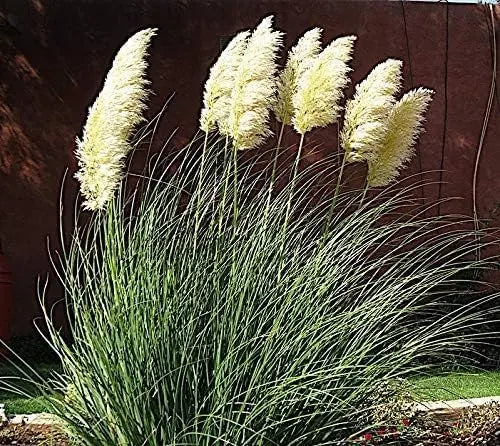 Ziergras Cortaderia selloana ‚Pumila‘ in XXL Topf, Zwerg Pampasgras, grüne Blätter und Blütenrispen, Stauden Gänge
