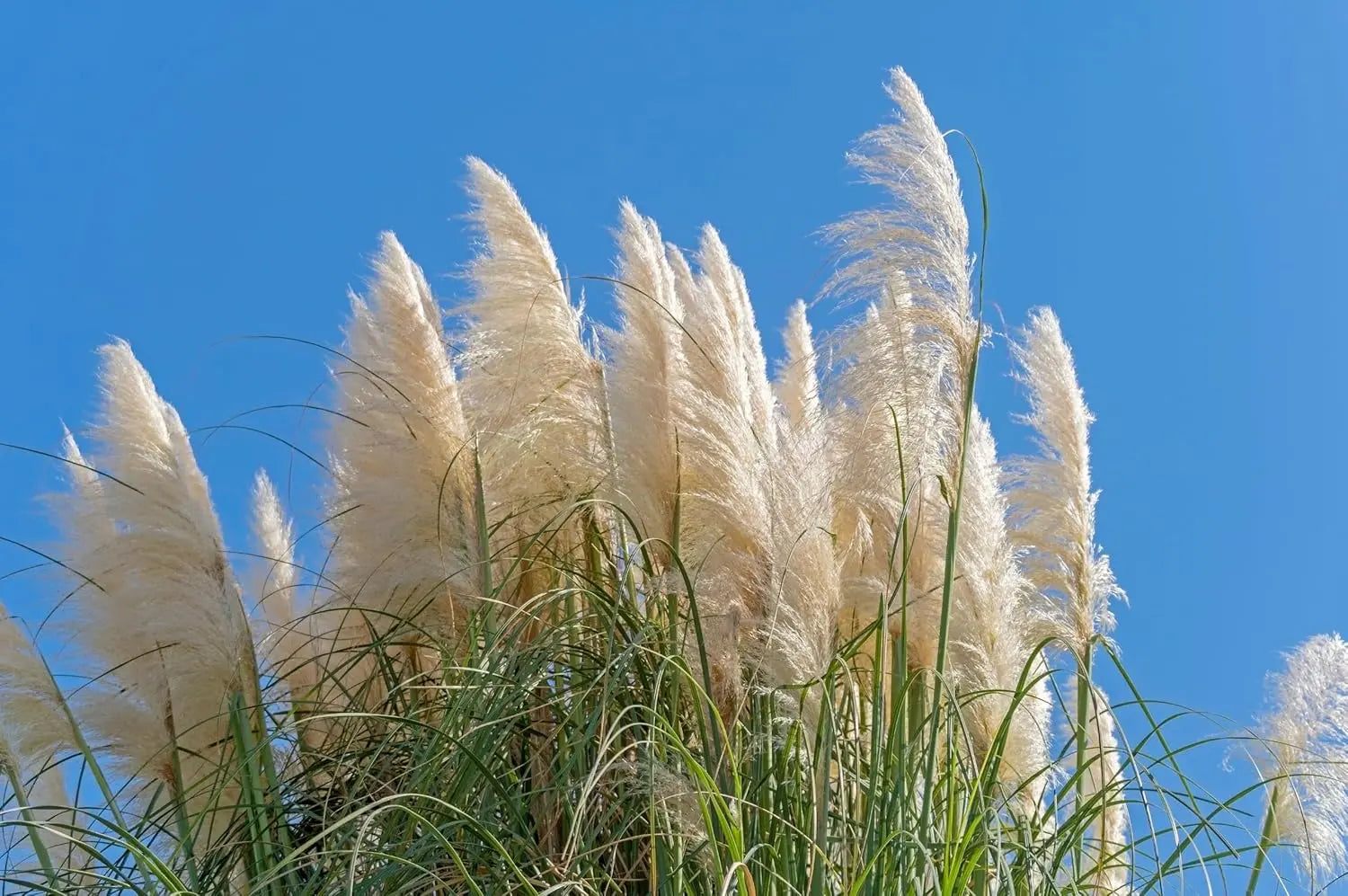 Ziergras Cortaderia selloana ‚Pumila‘, Zwerg Pampasgras im XXL Topf, grüne, fein gefiederte Blätter, Stauden Gänge.