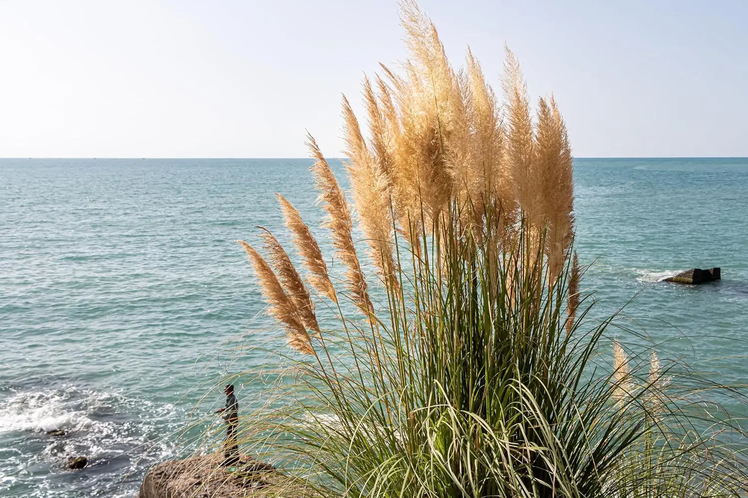 Ziergras Cortaderia selloana ‚Pumila‘, Zwerg Pampasgras in XXL Topf, grünes, buschiges Ziergras, Stauden Gänge