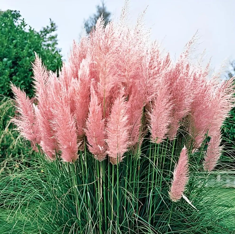 Cortaderia selloana ‚Rosea‘, rosa Pampasgras, Ziergras mit rosa Blüten, von Stauden Gänge, im Garten.
