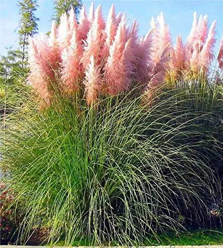Ziergras Cortaderia selloana ‚Rosea‘, rosa Pampasgras mit langen, feinen Blättern und rosa Blüten, Stauden Gänge.