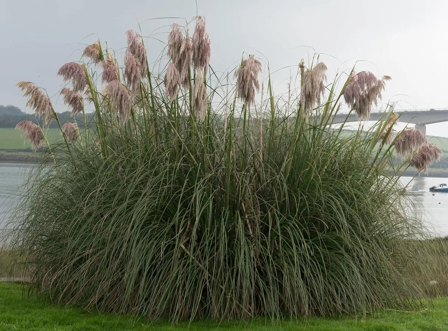 Ziergras Cortaderia selloana ‚Rosea‘, rosa Pampasgras mit langen, schmalen Blättern und blütenähnlichen rosa Rispen, Stauden Gänge