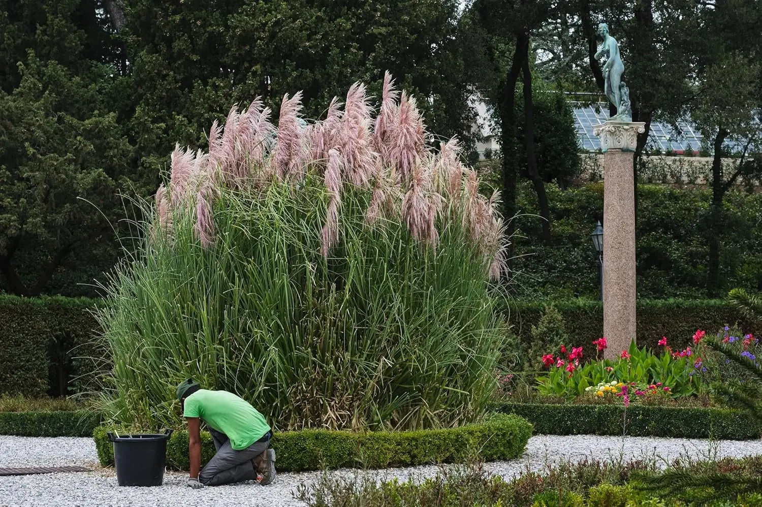 Ziergras Cortaderia selloana ‚Rosea‘ – Rosa Pampasgras mit rosa Blüten, Stauden Gänge, natürliche Gartenpflanze