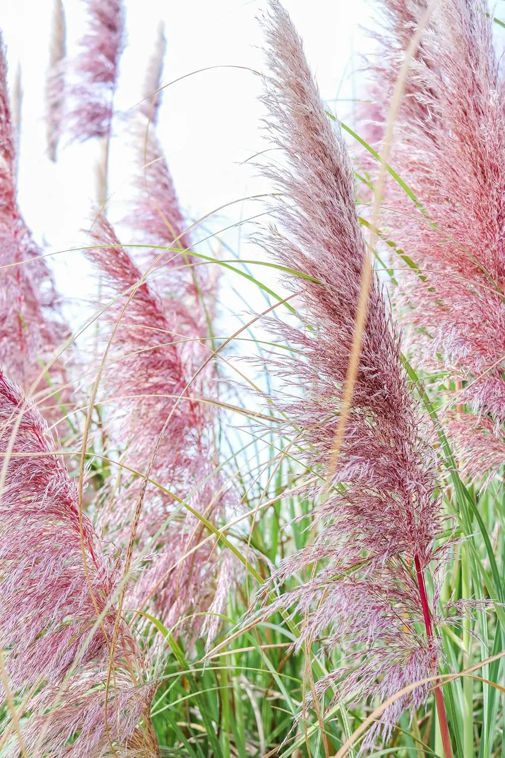 Ziergras Cortaderia selloana ‚Rosea‘ mit rosa Blüten, Stauden Gänge, rosa Pampasgras, dekoratives Ziergras im Garten