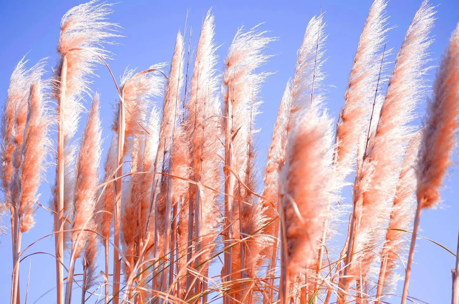 Cortaderia selloana ‚Rosea‘, Rosa Pampasgras im XXL-Topf, Ziergras von Stauden Gänge, mit rosa Blüten und breitem Blattwerk